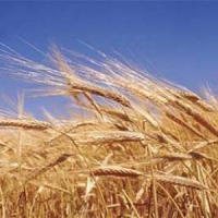 Україна може зібрати 60 мільйонів тонн зернових і експортувати 37 мільйонів