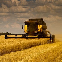 Україна зібрала вже 2 мільйони тонн зернових нового врожаю