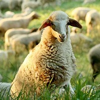 Population of sheep and goats at agricultural enterprises decreased by 14,5%