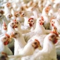 Українська курятина експортується до 80 країн світу