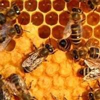 Експорт меду знизився на 7%
