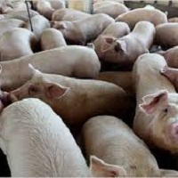 In January the price for live pigs decreased by 9%