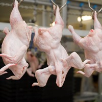 Export of poultry has grew up almost in three times