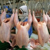 Виробництво курятини зросло на 6,4%