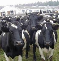 Середньорічна продуктивність корів в Україні зростає