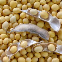 Soybeans prices will rise