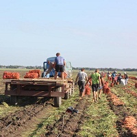 Заробітна плата у сільському господарстві зросла на 23%