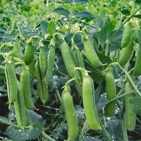 Peas record yields expected in Ukraine