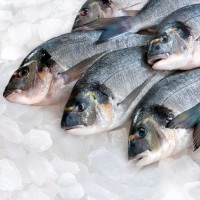Supplies of frozen fish set record