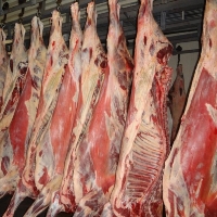 UCAB export meat