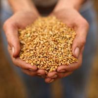 пшениця скорочення укаб експерти