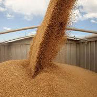 экспорт зерна