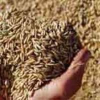 Французские компании египетского рынок зерна зерно
