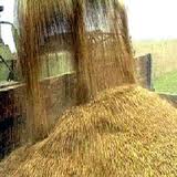 Урожай зерно зернові валовий збір 