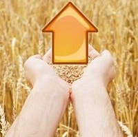 Експорт пшениці та олії знизився
