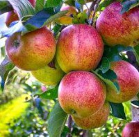 яблука укаб експорт