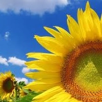 Sunflower seed market national enterprises Ukrainian Agribusiness Club