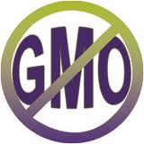  GMO