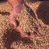 Egypt US wheat Ukraine agriculture
