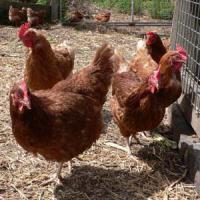 Maple Lodge Farms' Chicken Cruelty Conviction Means $1 Million In Costs