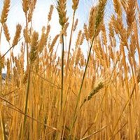 Wheat market decline cuts prices at Egypt tender