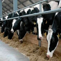 Продуктивність корів за останні п’ять років зросла на 35% 