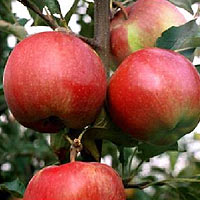 В АгроШколі УКАБ розповіли про особливості яблучного бізнесу