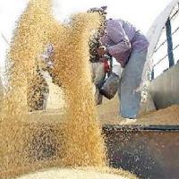 Food Corporation by late 2014 to supply one mln t of grain to China under CCEC quota