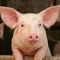 Ціни на свиней зросли на 6%