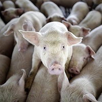 На агрокомбінаті в Київській області виявили африканську чуму свиней