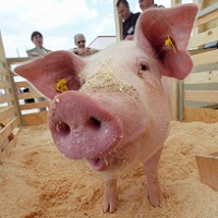 Кабмін направив 45 мільйонів гривень на боротьбу з африканською чумою свиней у Київській області