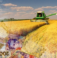 Ціни на зернові лишаються стабільними