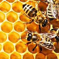 Ціна на мед у II кварталі 2015 року зросла на 31%
