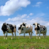 Продуктивність корів зросла майже на 4%