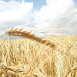 Урожай зернових становитиме 56-58 млн. т – прогноз УКАБ