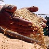 Вартість продовольчої пшениці зросла, а фуражних культур - знизилась