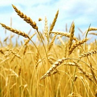 Кожна п’ята тонна пшениці в Україні виробляється агрохолдингами