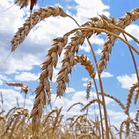 The price for food wheat decreased