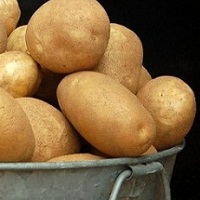 Цього року очікується скорочення виробництва картоплі