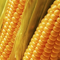 Експорт насіння кукурудзи за два роки зріс у грошовому виразі більше ніж удвічі