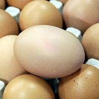 Exports of eggs increased by 7%