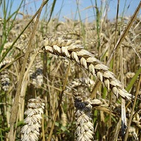 The price for grain crops increased