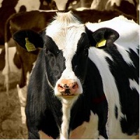 Exports of live cattle increased by 66%
