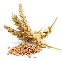 пшениця ячмінь кукурудза