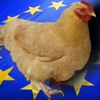 What are the consequences of the EU’s ban on poultry import from Ukraine?