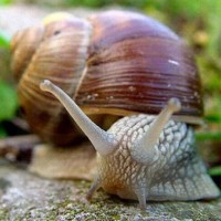 snails UCAB import