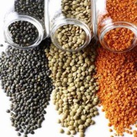 lentil export Ukraine niche markets