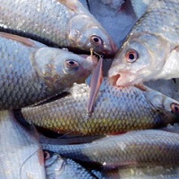 Пропозиція риби в Україні скоротилася більш ніж на чверть