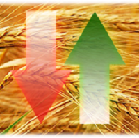 Ціна на кукурудзу знизилася, а на пшеницю та ячмінь - не змінилася
