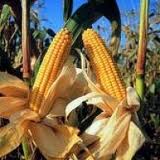 Ukraine exports corn  Prysiazhniuk